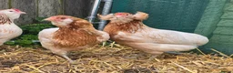 Chickens poultry for sale: Rumpless Araucana x5 - Advert 1