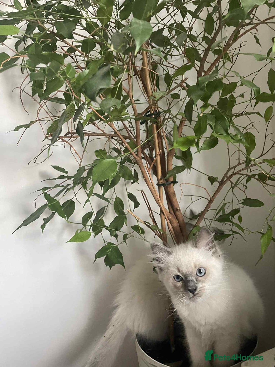 Ragdoll cats for sale: Ragdoll kittens 1 MALE LEFT  - Advert 2