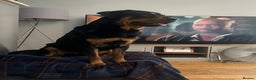 Rottweiler dogs for stud: Beautiful Rottweiler for stud  - Advert 2