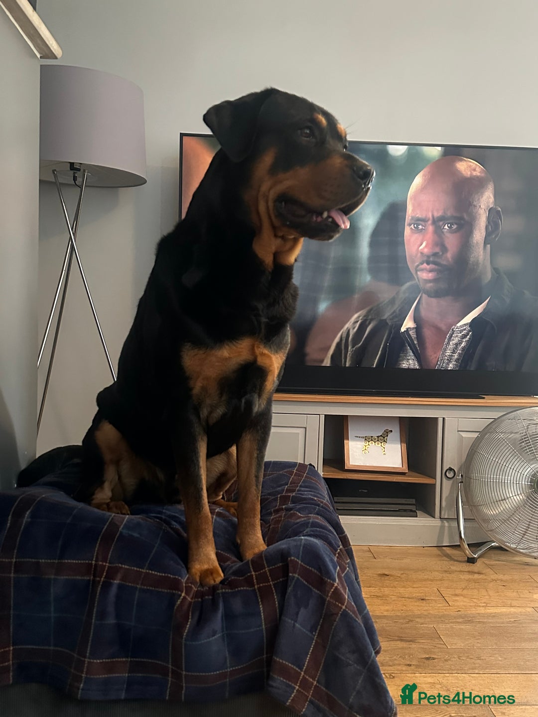 Rottweiler dogs for stud: Beautiful Rottweiler for stud  - Advert 2