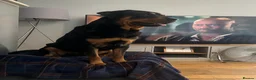 Rottweiler dogs for stud: Beautiful Rottweiler for stud  - Advert 2