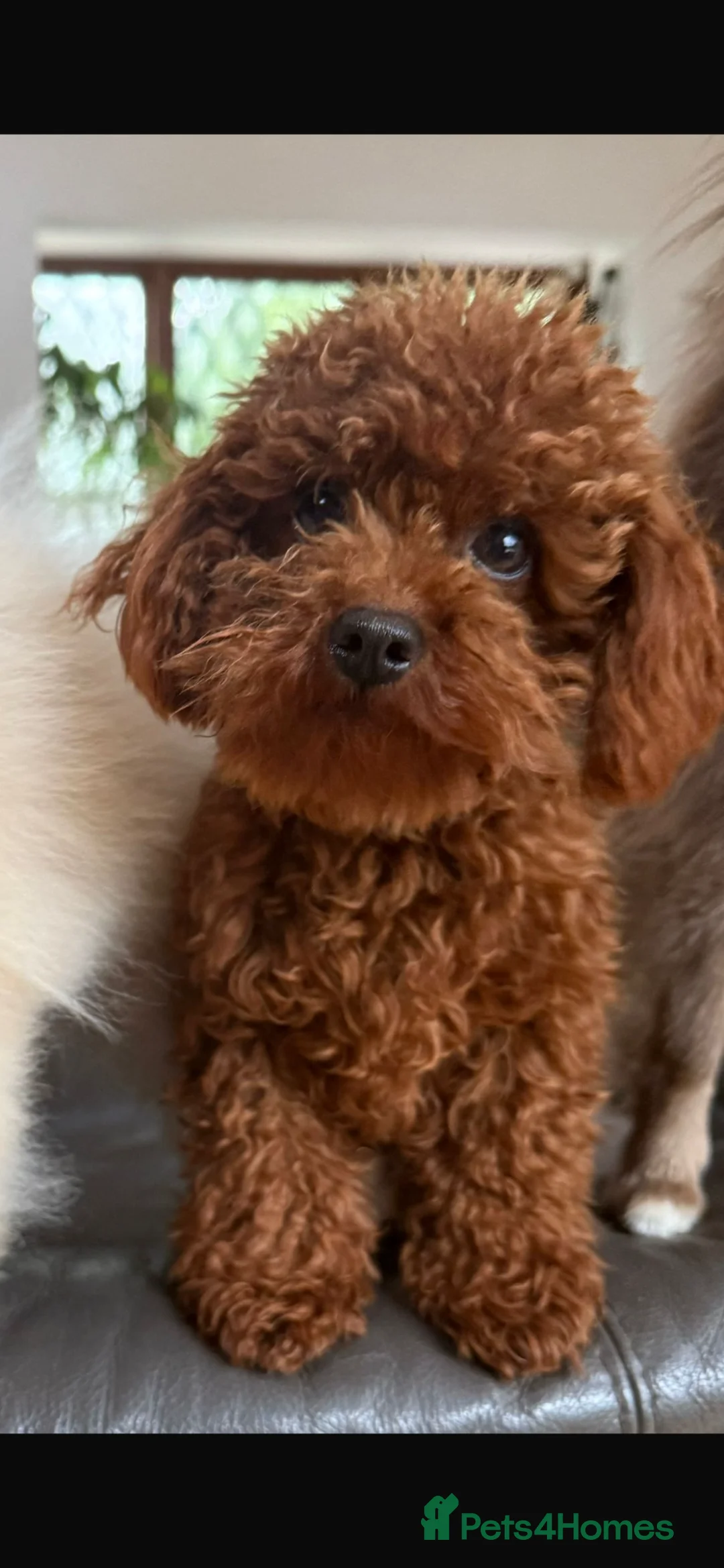 Maltipoo dogs for sale: ✨ Tiny Asian F1B Maltipoo Puppies ✨ in Brentwood - Advert 4