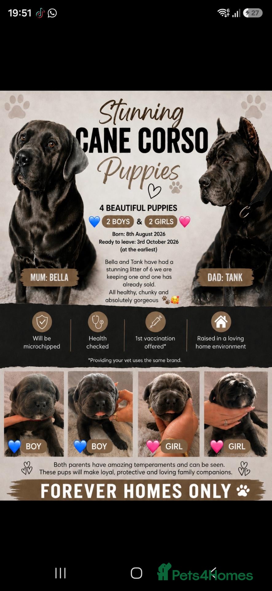 Cane Corso dogs S🐾❤️ STUNNING CANE CORSO PUPPIES–2BOYS & 2GIRLS  - Advert 5