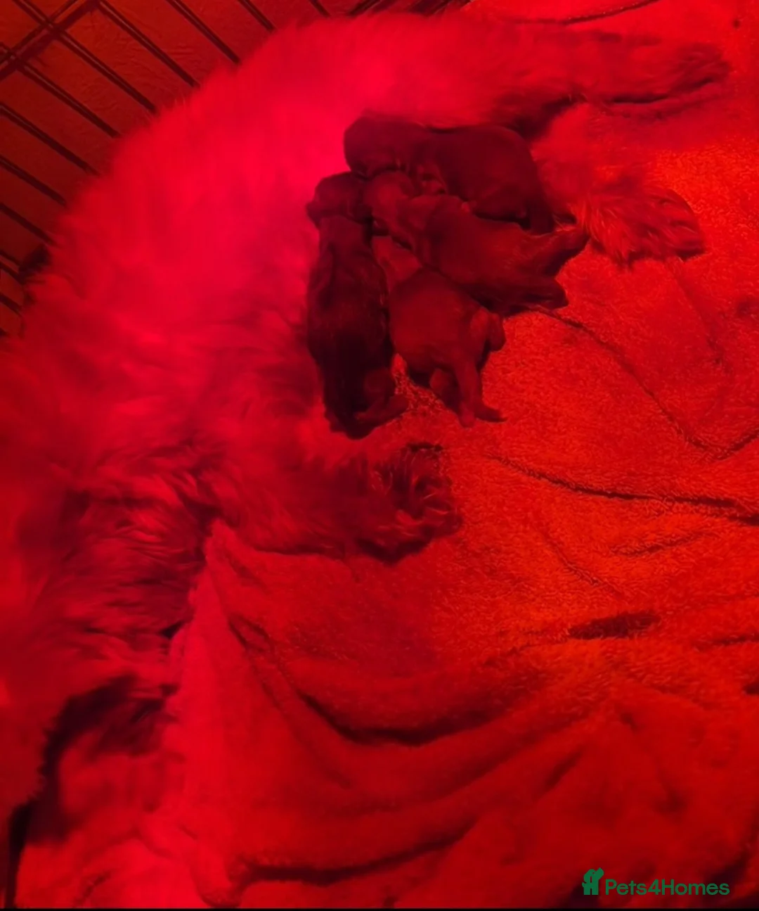 Shih Tzu dogs for sale: KC Registered Chocolate Imperial Shih Tzu Puppies - Advert 2