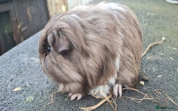 Guinea Pig rodents for sale: Pure Sheltie Male guinea pigs  - Image 10