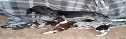 German Shorthaired Pointer dogs for sale: Beautiful GSP puppies. - Advert 2