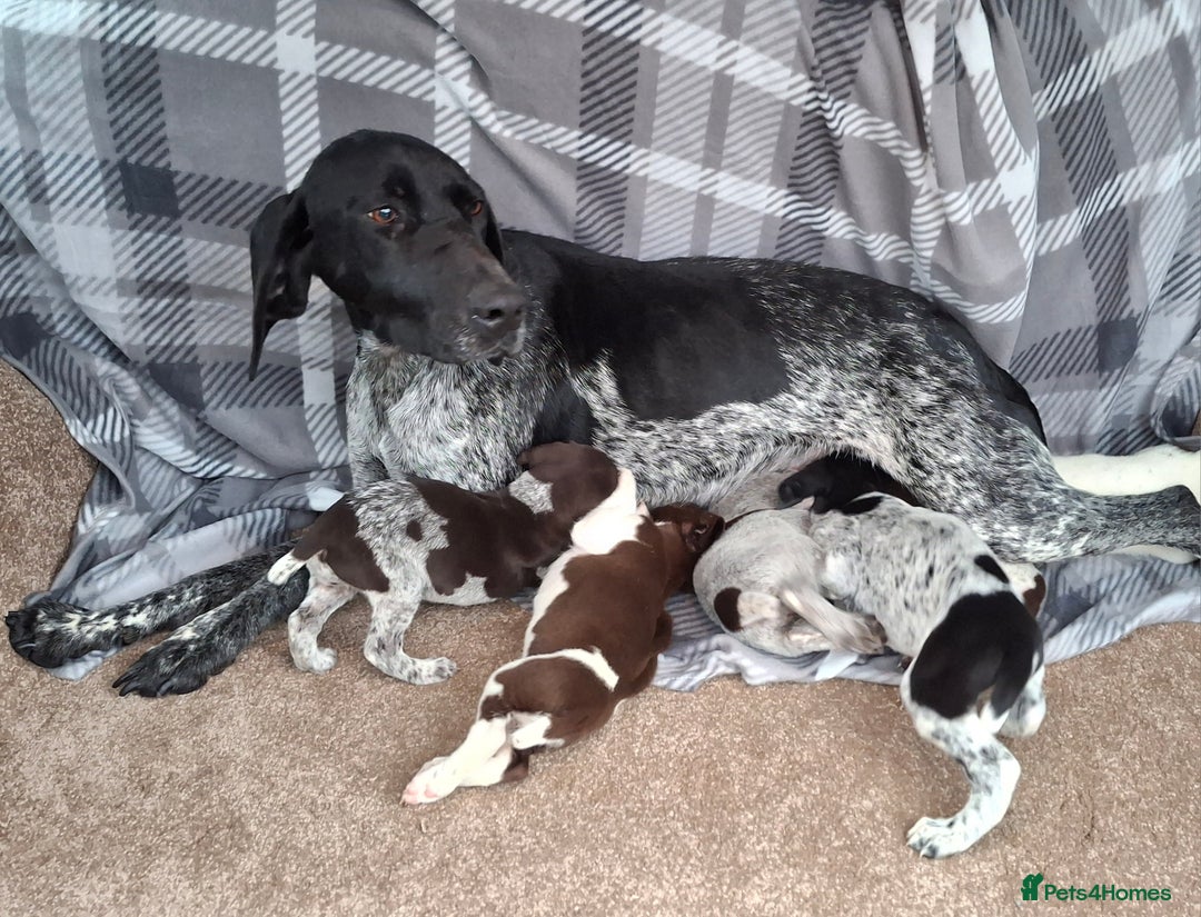 German Shorthaired Pointer dogs for sale: Beautiful GSP puppies. - Advert 2