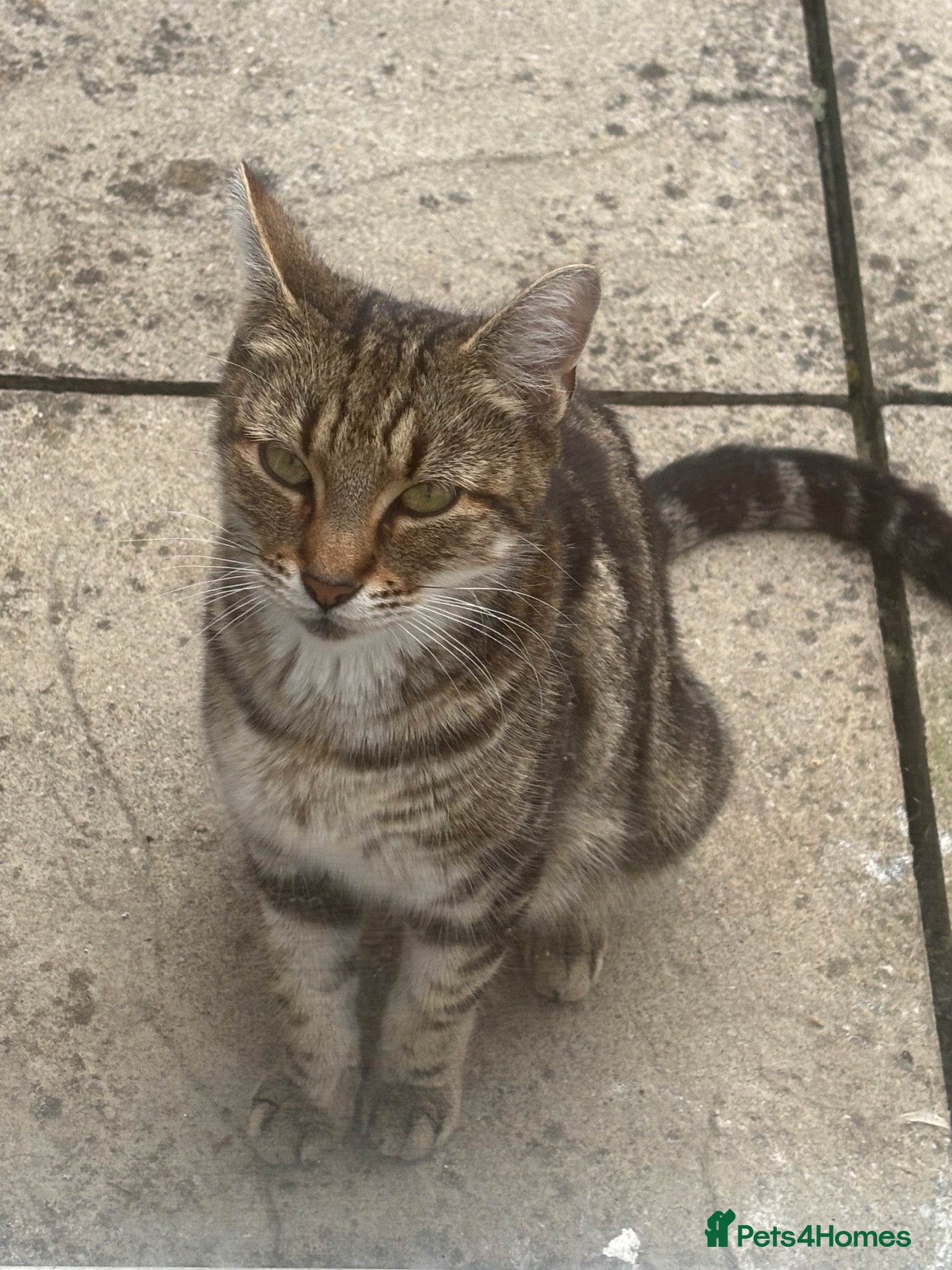 Mixed Breed cats Maine Coon Mixed Kittens  - Advert 1