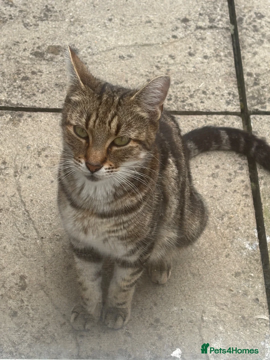 Mixed Breed cats for sale: Maine Coon Mixed Kittens  in Tonbridge - Advert 1