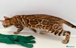 Bengal cats for sale: TICA brown rosetted female bengal kittens - Image 11