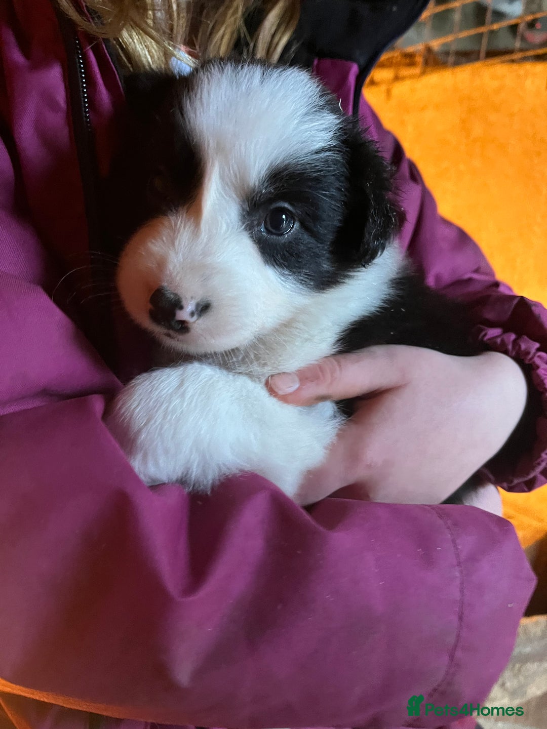 Border Collie dogs for sale: Border collie pups - Advert 4