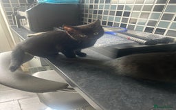 Mixed Breed cats for sale: Gorgeous Kittens for Sale - Image 8
