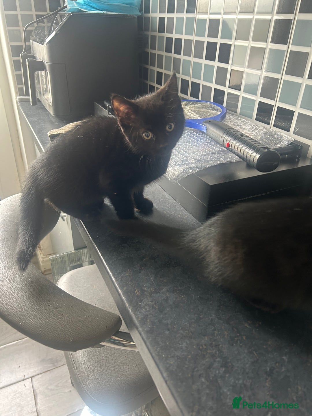 Mixed Breed cats for sale: Gorgeous Kittens for Sale - Image 8