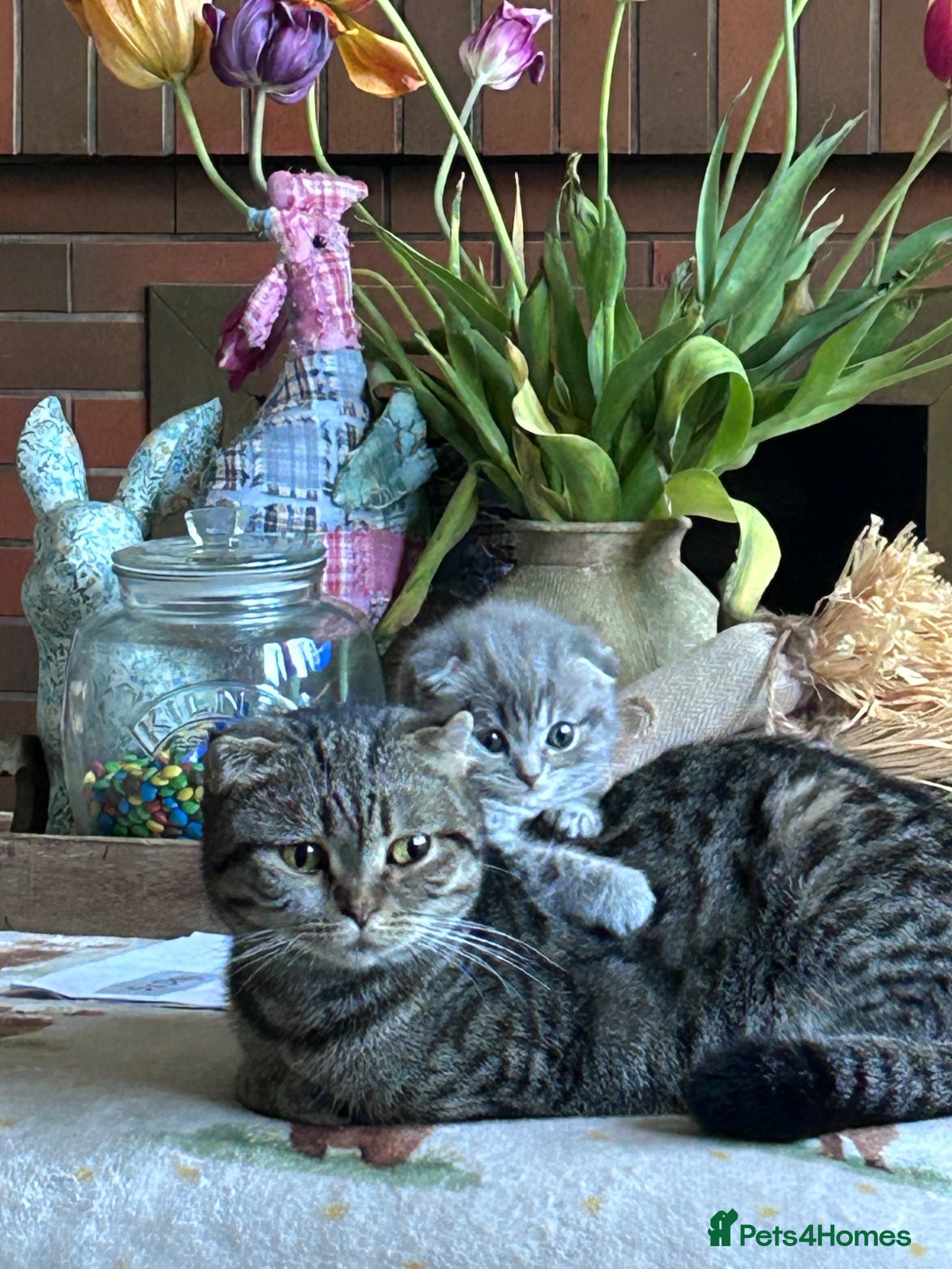 Scottish Fold cats Scottish Fold Girl last one available. - Advert 1