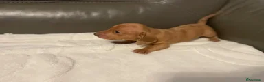 Miniature Dachshund 2