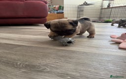 Pug dogs for sale: KC Reg Stunning Pug Puppies - Image 5