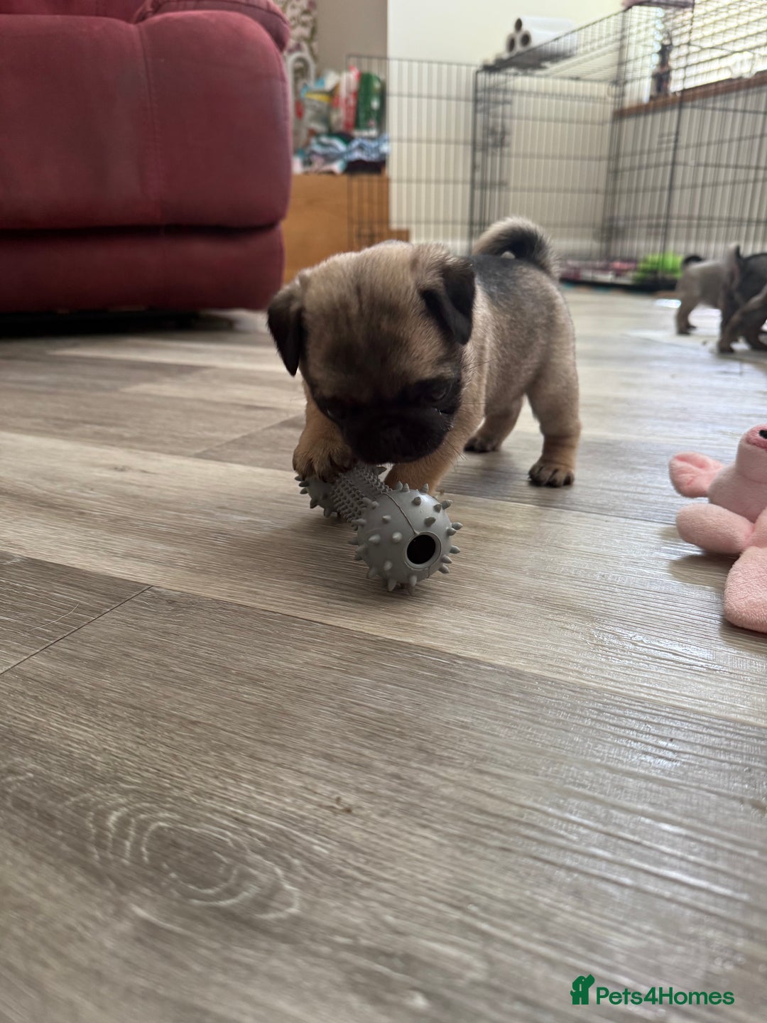 Pug dogs for sale: KC Reg Stunning Pug Puppies - Image 5