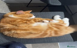 Mixed Breed cats for sale: Mix Maine Coon - Image 4