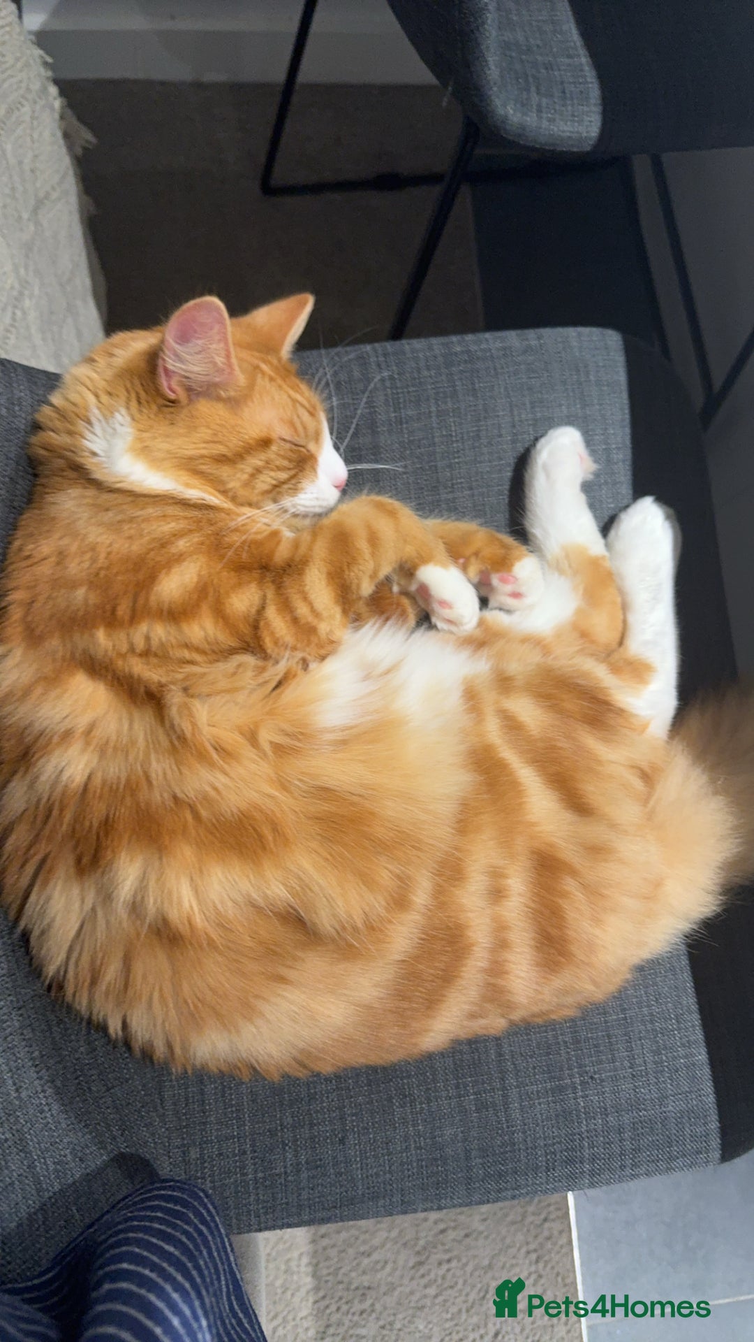 Mixed Breed cats for sale: Mix Maine Coon - Image 4