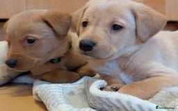 Labrador Retriever dogs for sale: Stunning litter of Labrador retriever pups  - Advert 6