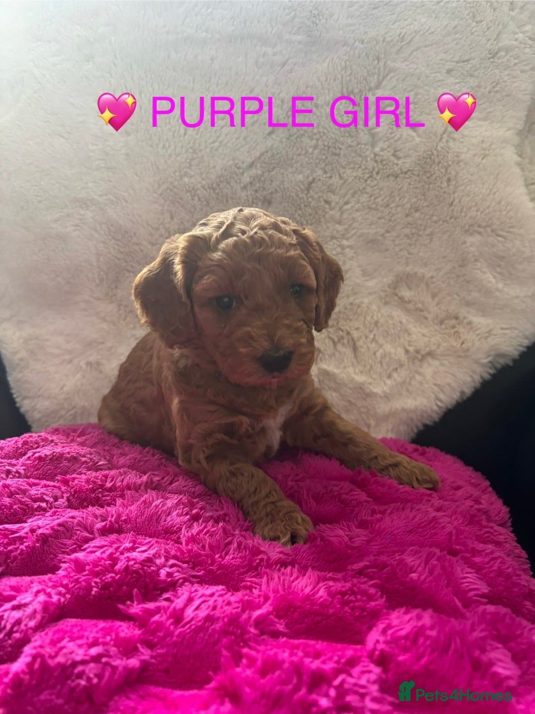 Cockapoo dogs for sale: Cockapoo Puppies for sale!  - Image 8