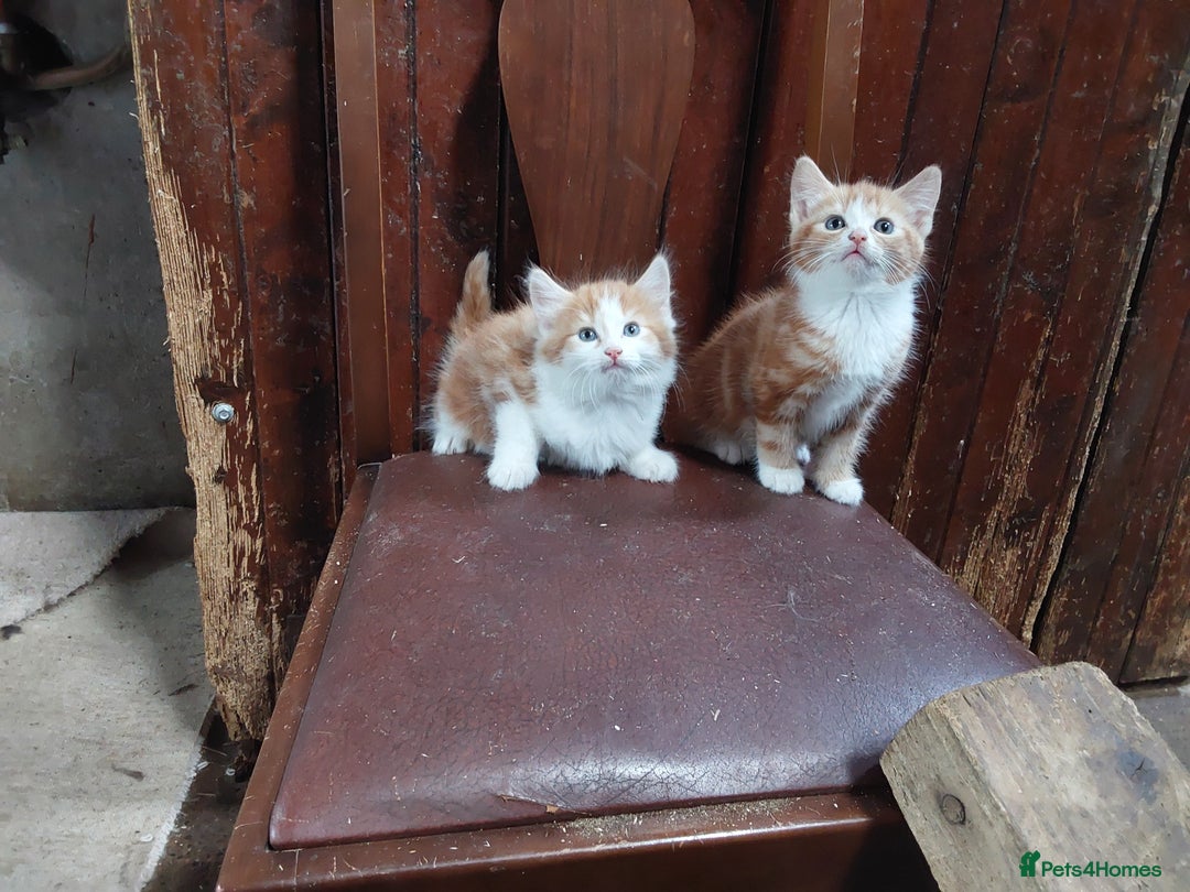 Mixed Breed cats for sale: Beautiful kittens for sale - Image 10