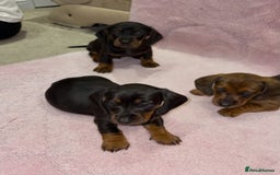 Miniature Dachshund dogs for sale: STUNNING MINIATURE DACHSHUND PUPPIES - Image 1