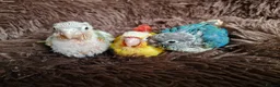 Conures birds for sale: Beautiful fully hand reared conure baby's  - Advert 9