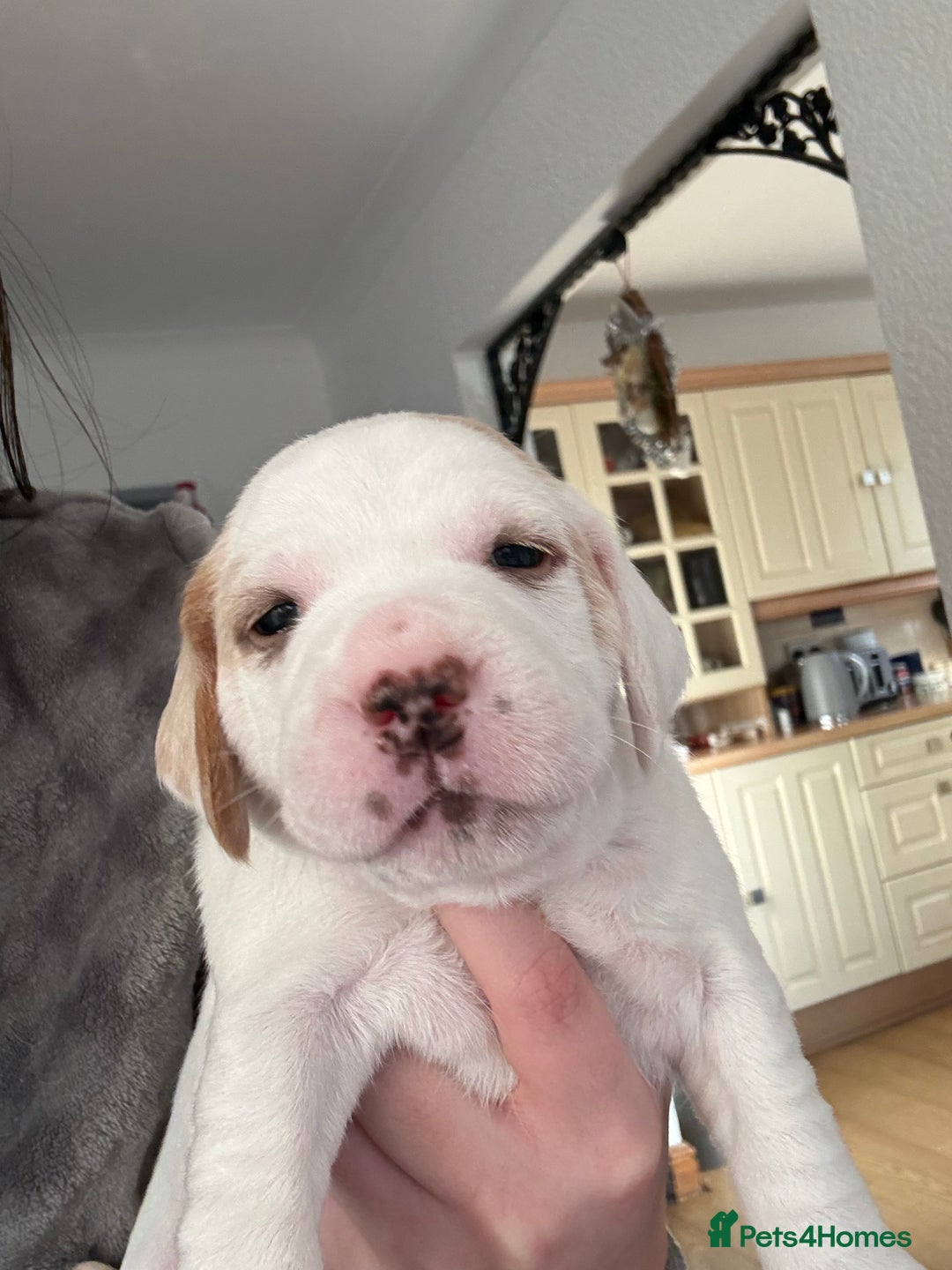 Mixed Breed dogs for sale: Beagle x Parson Russell Terrier Puppies - Advert 8