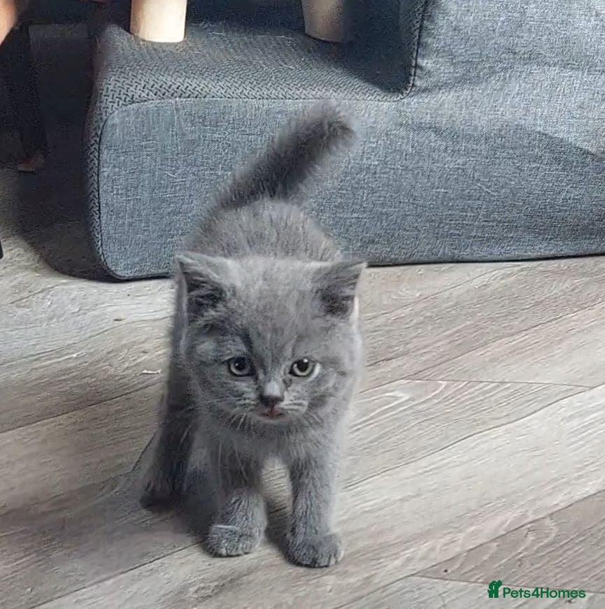 British Shorthair cats 💜 Precious Litter Of BSH Kittens 💜 - Advert 2