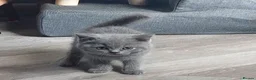 British Shorthair cats for sale: 💜 Precious Litter Of BSH Kittens 💜 - Advert 11