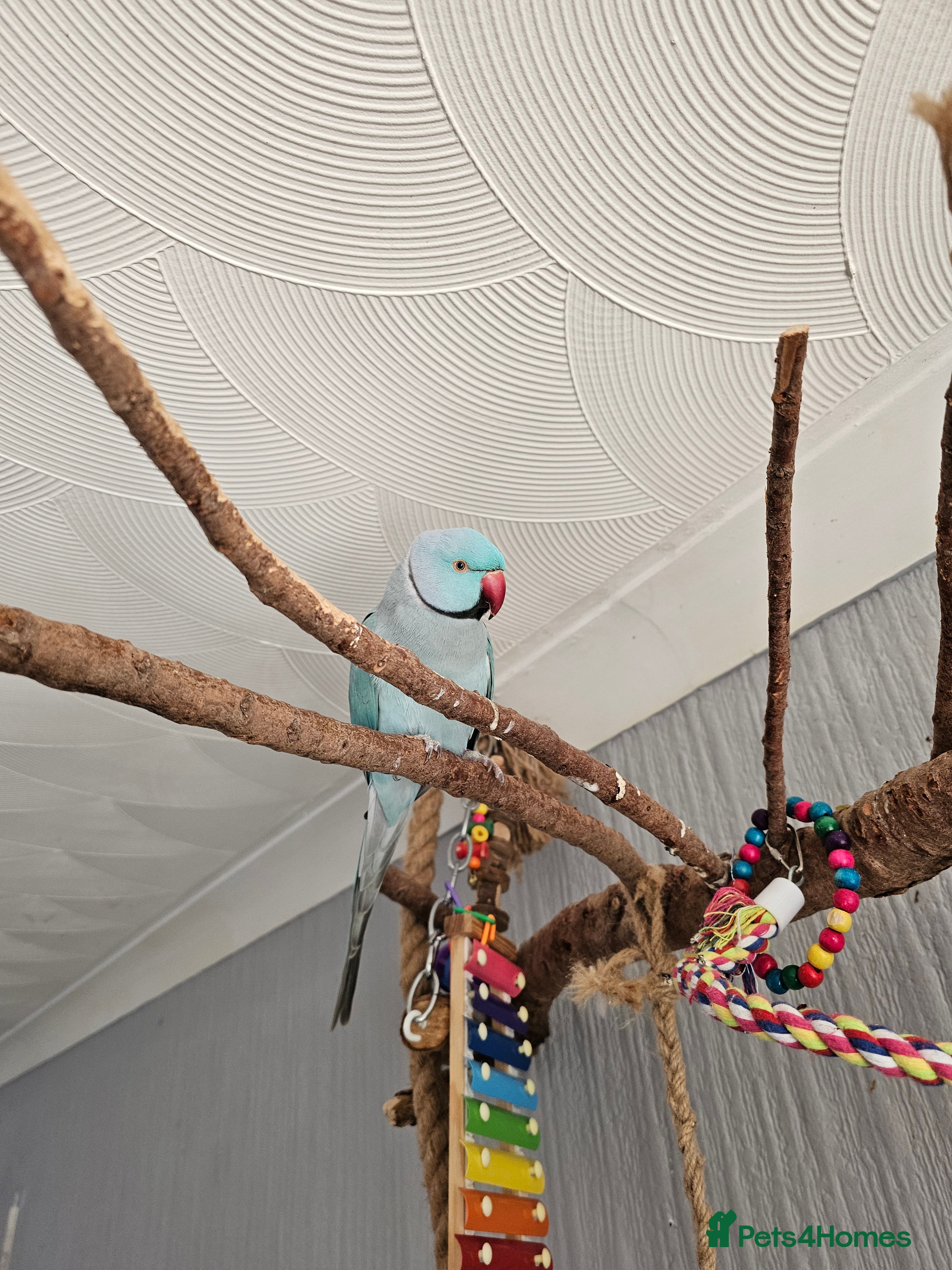 Ringnecks birds Ringneck  - Advert 11