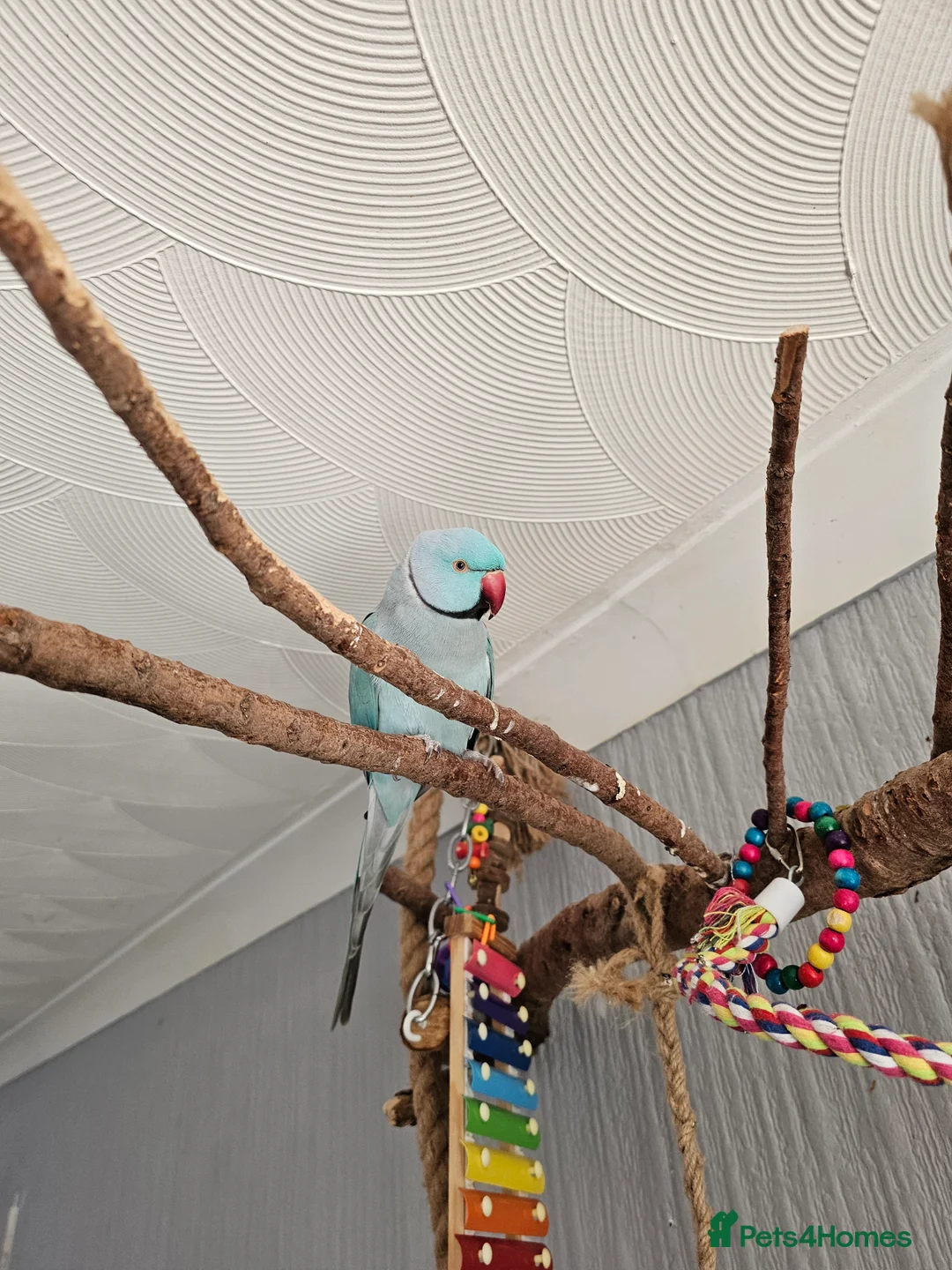 Ringnecks birds for sale: Ringneck  in Canterbury - Advert 1