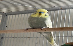 Budgerigars birds for sale: Young and adult unique colour budgies in London - Image 10