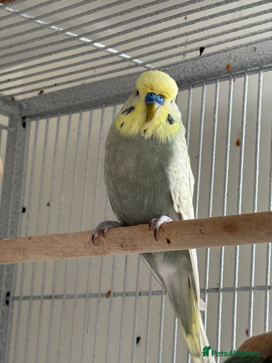 Budgerigars birds for sale: Young and adult unique colour budgies in London - Image 10