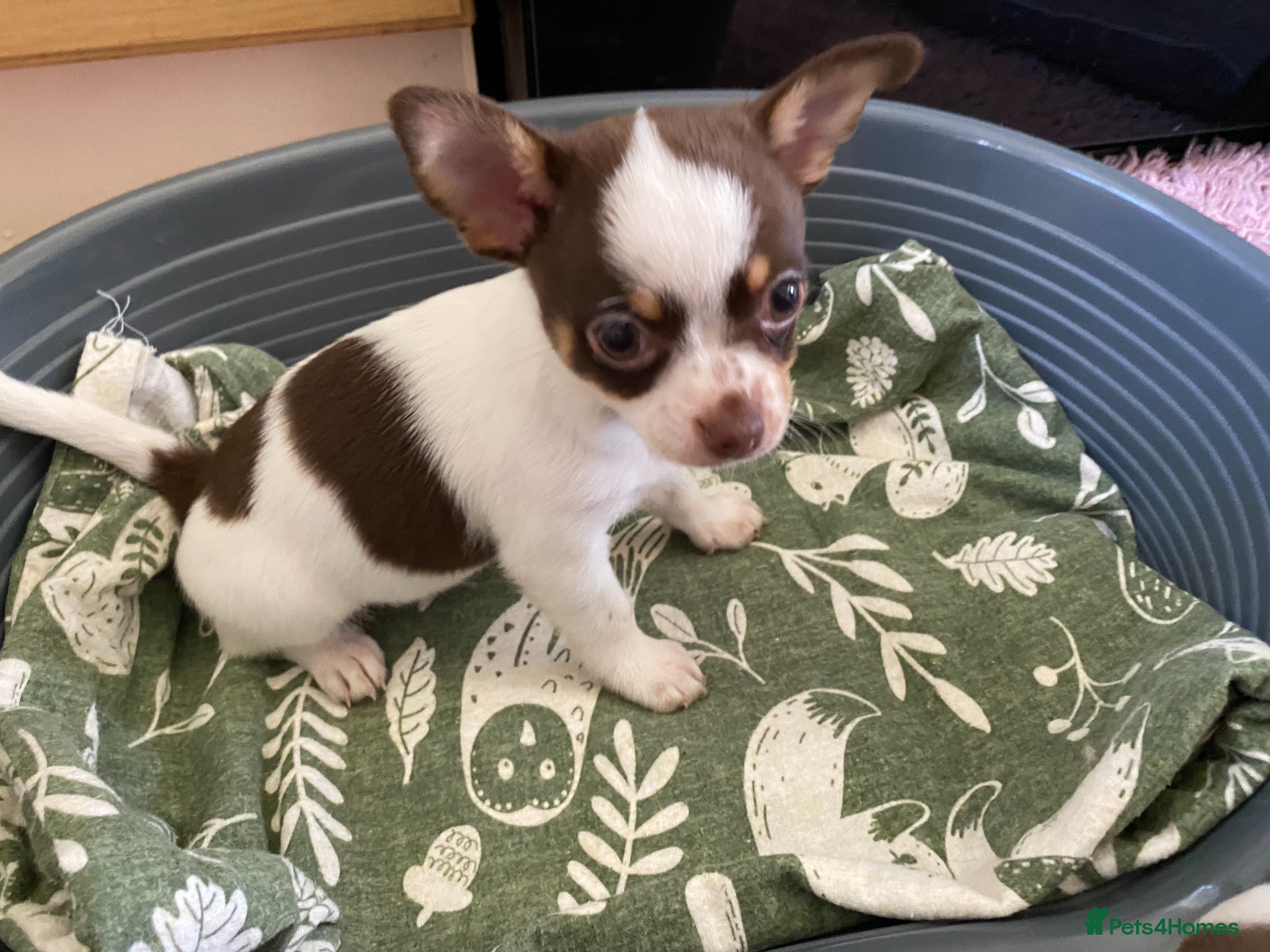 Chihuahua dogs for sale: chihuahua puppies for sale  - Advert 8