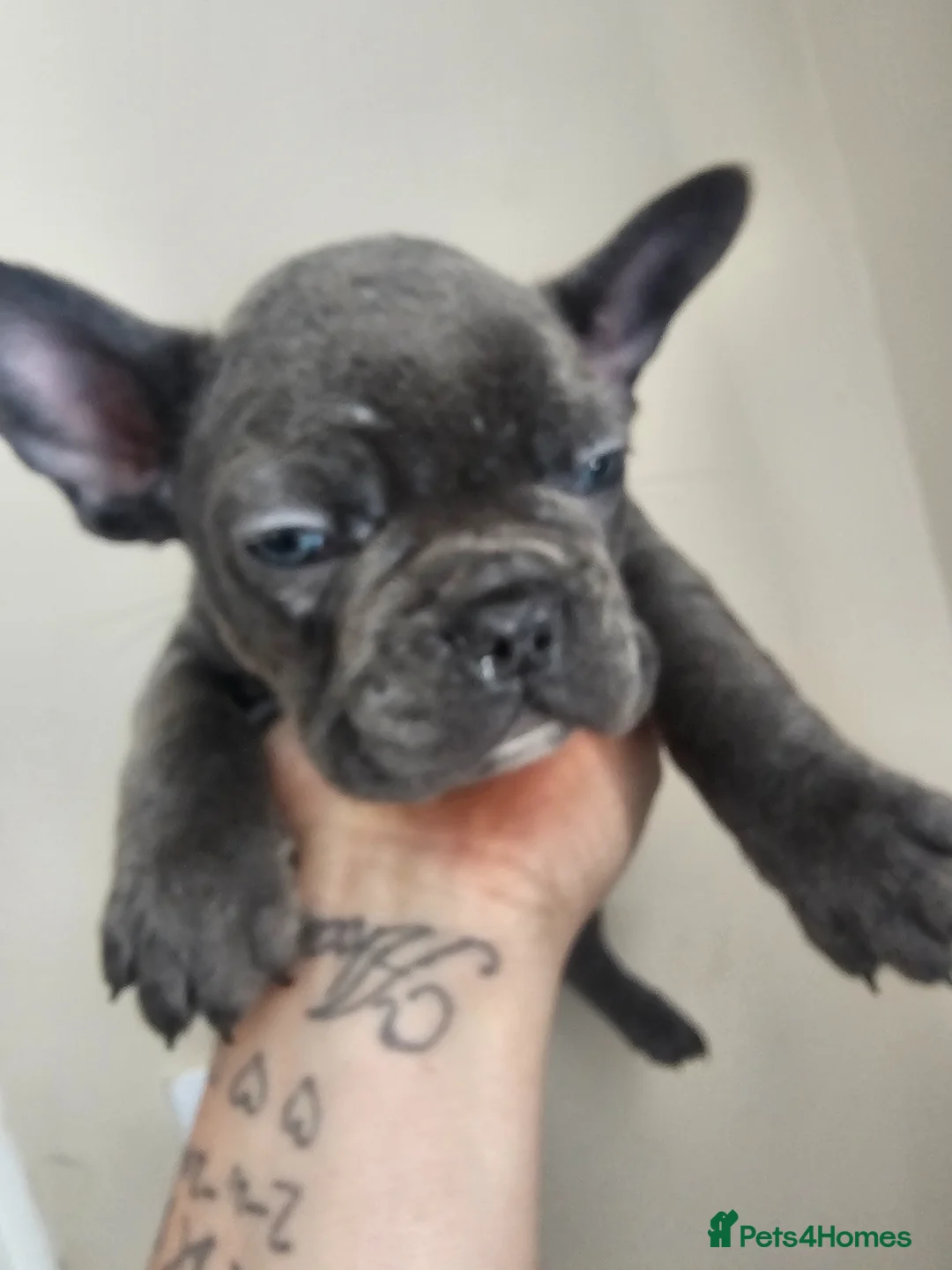 French Bulldog dogs for sale: French bulldog puppies 3 remaining  - Advert 2