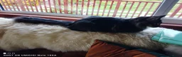 Maine Coon cats for sale: BEAUTIFUL TICA REGISTERED MAINE COON MALE – DEXTER - Advert 3