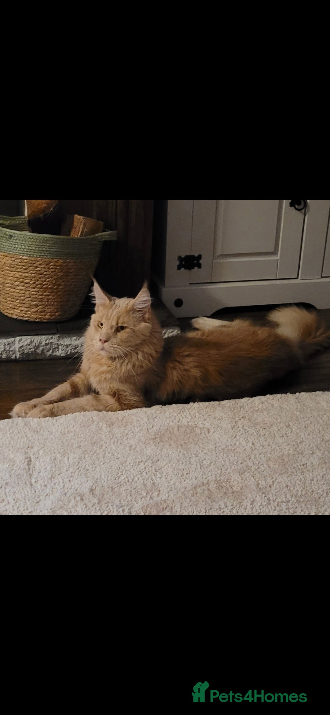 Maine Coon cats Gorgeous mainecoon babies  - Advert 2