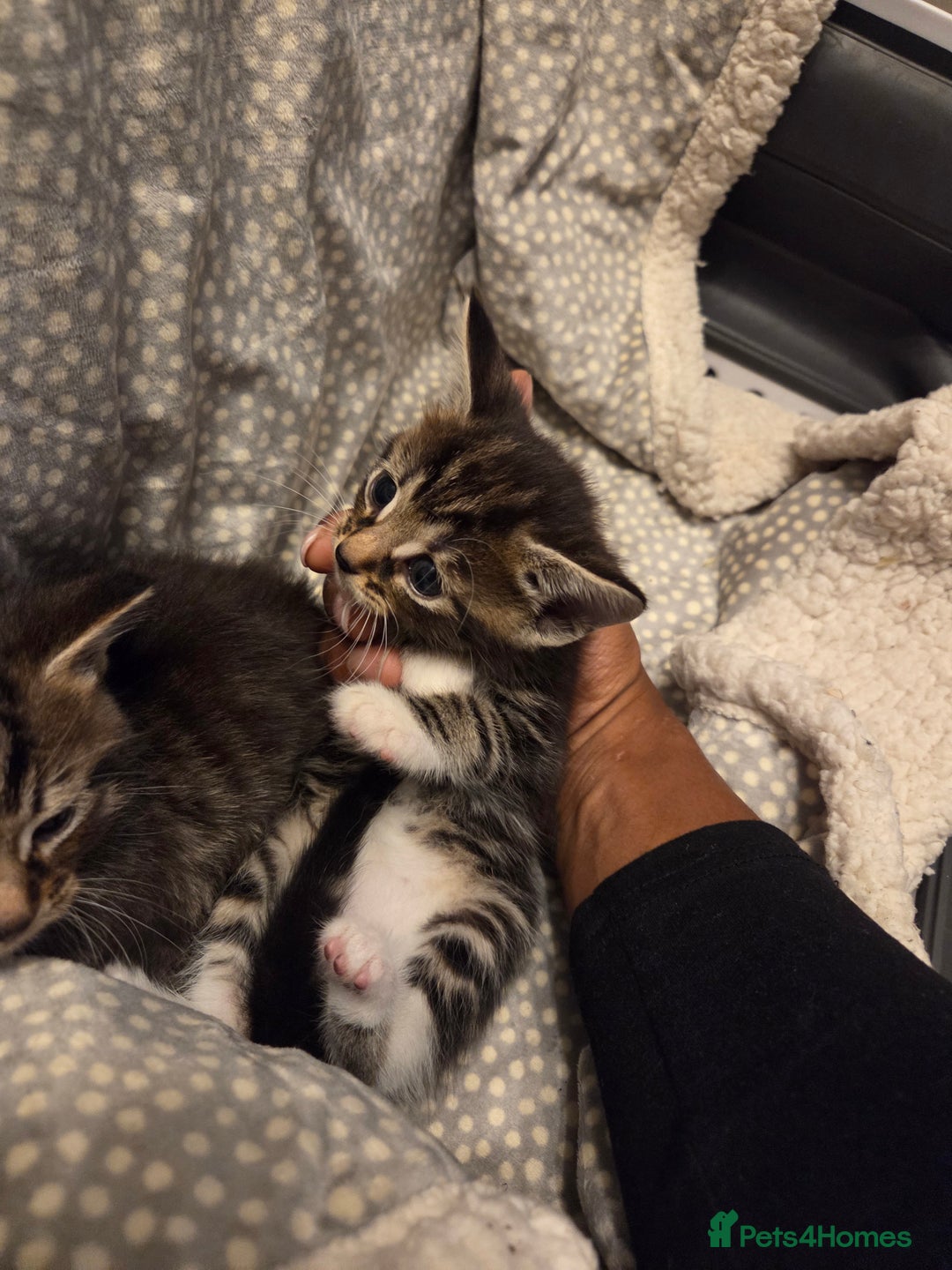 Mixed Breed cats for sale: 5 Adorable Kittens Ready for New Homes! - Image 25