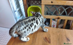 Bengal cats for sale: 1no. Female Bengal Kitten - Image 8