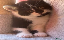 Brazilian Shorthair cats for sale: Kitten 🐈‍⬛  - Image 2