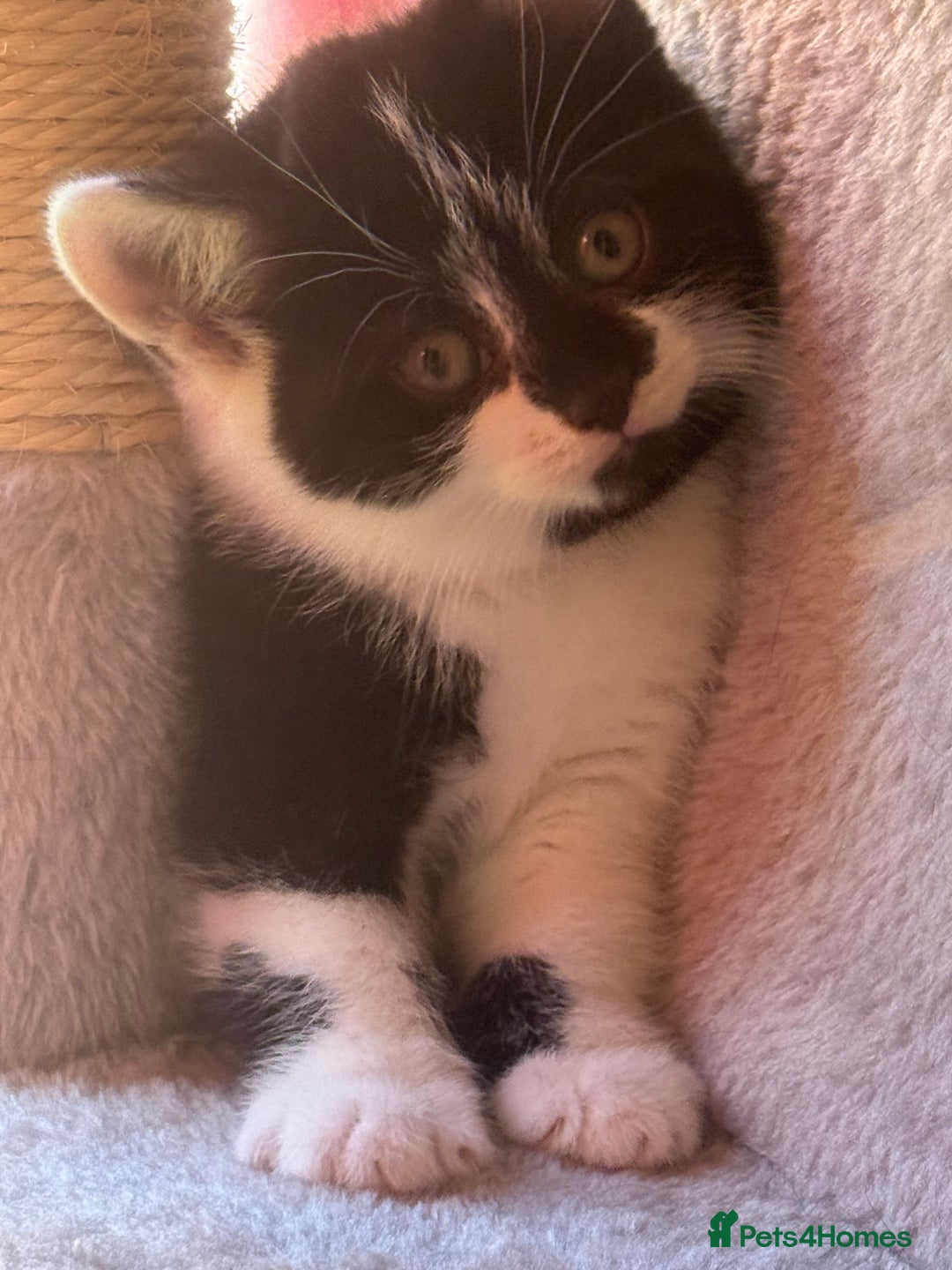 Brazilian Shorthair cats for sale: Kitten 🐈‍⬛  - Image 2