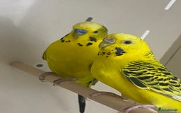 Mixed Breed birds for sale: Hand reared conures and avairy budgies  - Image 8