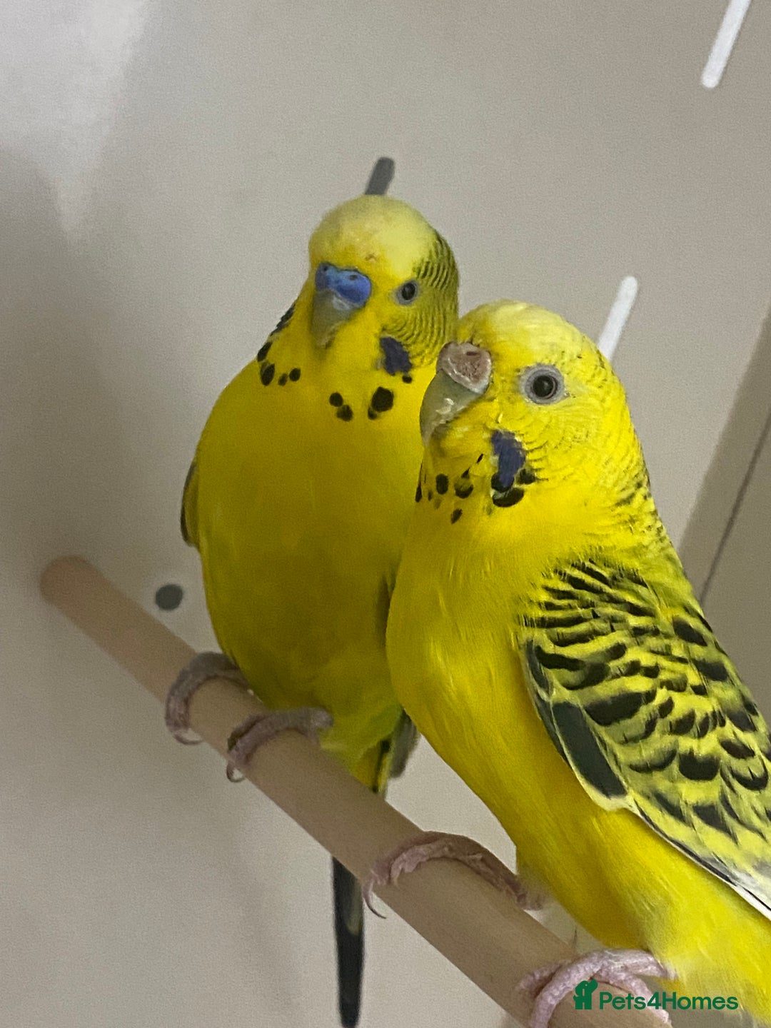 Mixed Breed birds for sale: Hand reared conures and avairy budgies  - Image 8
