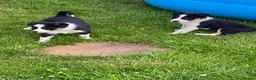 Border Collie dogs for sale: Beautiful Border Collie puppies for sale - Advert 3