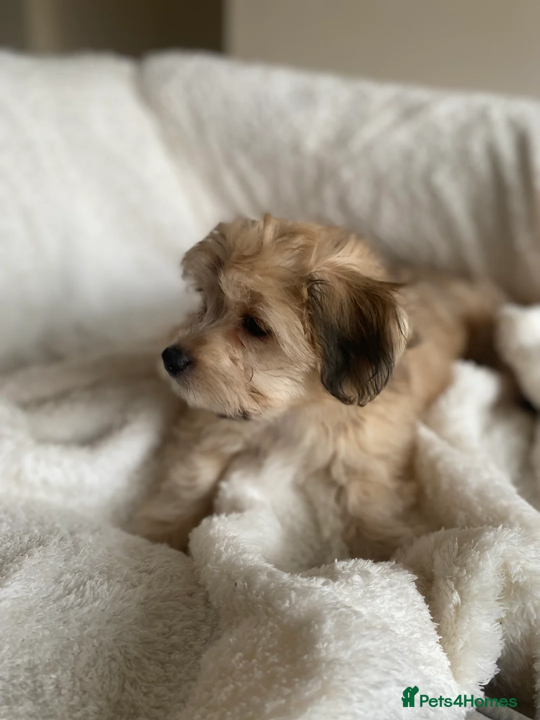 Mixed Breed dogs for sale: Ready to go! Unique mix - Maltese x JackChi Pups - Advert 30