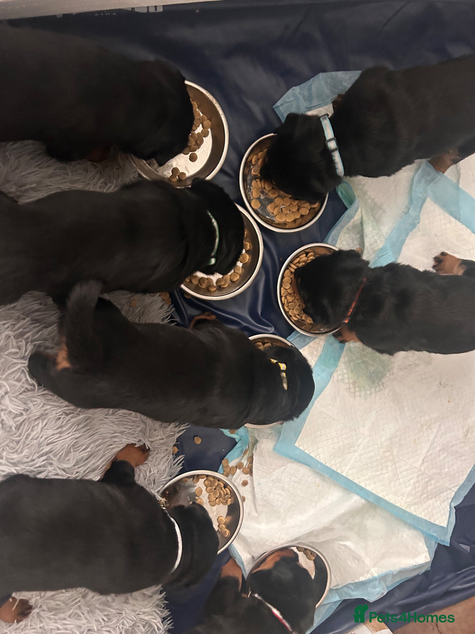 Rottweiler dogs for sale: Pure breed Rottweiler puppies for sale - Advert 14