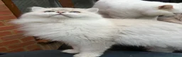 Scottish Fold cats for stud: Stunning Scottish Straight Longhair Golden Point  - Advert 6