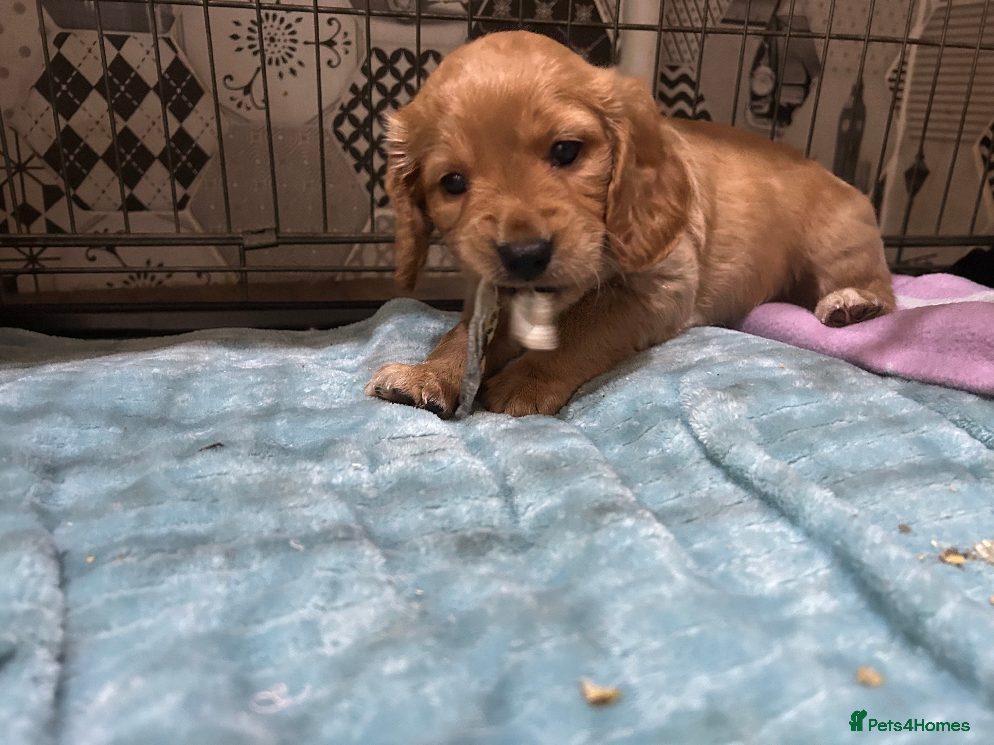 Cockapoo dogs Cockapoo puppy red male - Advert 1